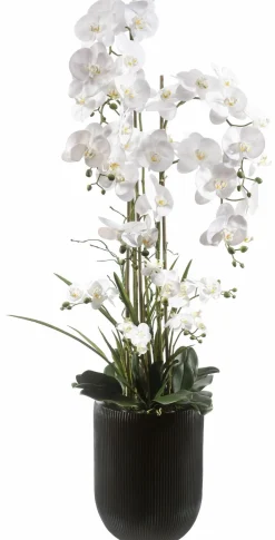 Pflanzen>casa NOVA Orchidee 150cm schwarzweiß