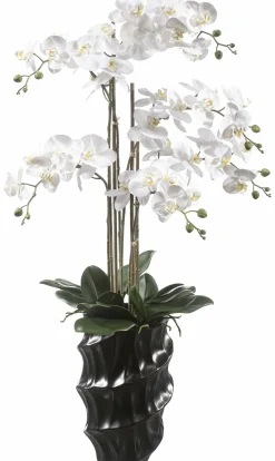 casa NOVA Orchidee 110cm schwarzweiß^ Pflanzen