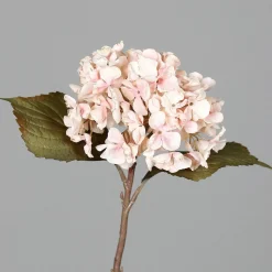 Pflanzen>DPI Hortensie pink
